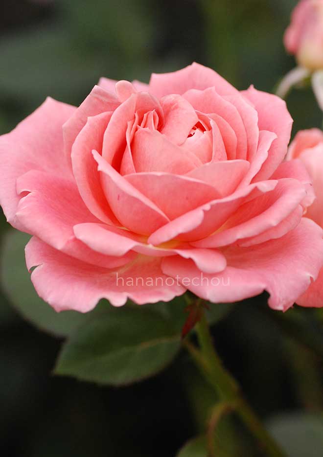 バラ マニキュア｜花の手帖の薔薇図鑑