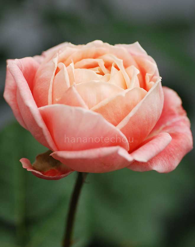 バラ マニキュア｜花の手帖の薔薇図鑑