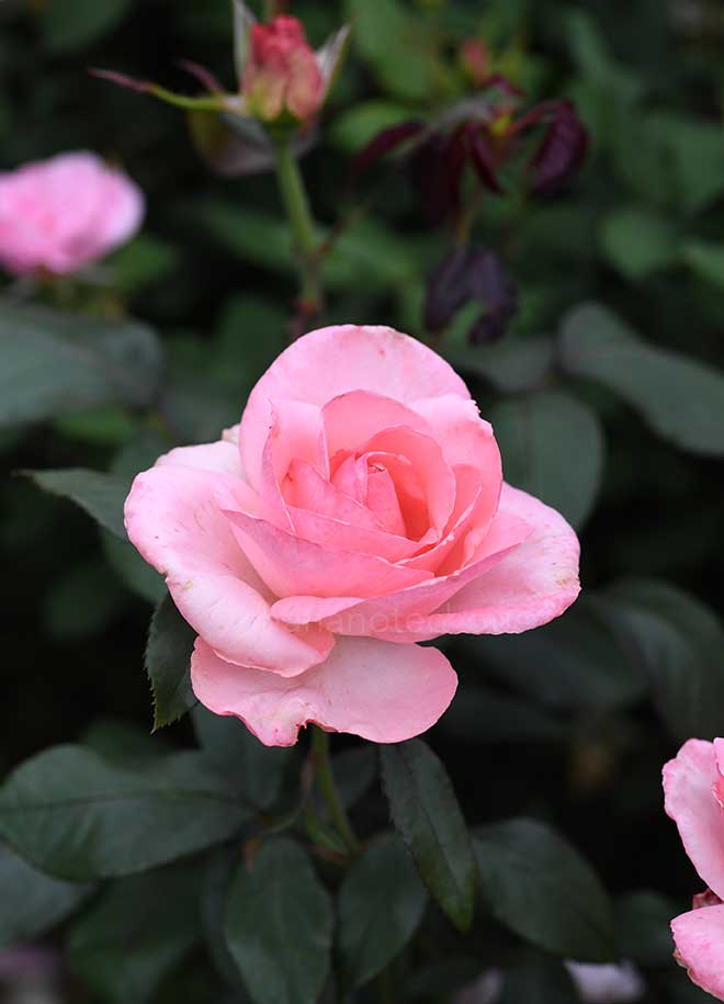 バラ マ ノルマンディ｜花の手帖の薔薇図鑑