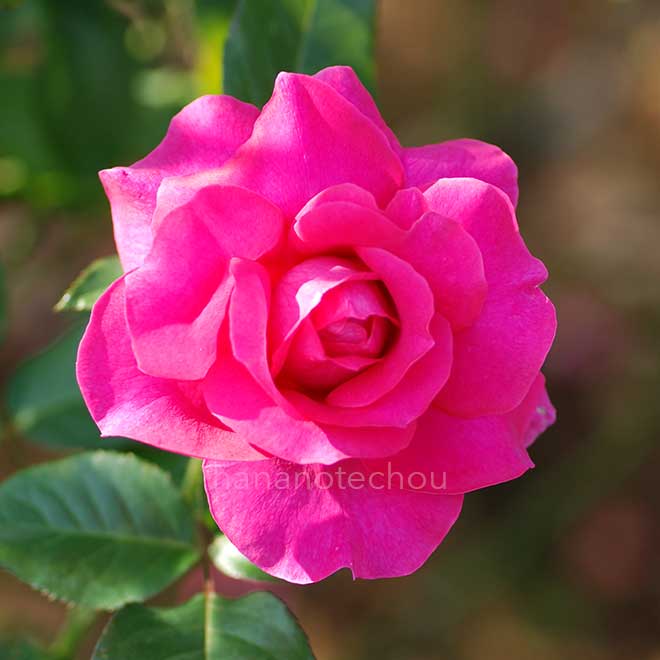 バラ マヌウ メイアン｜花の手帖の薔薇図鑑