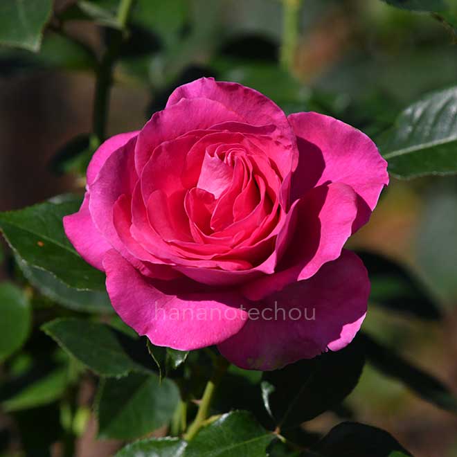 バラ マヌウ メイアン｜花の手帖の薔薇図鑑