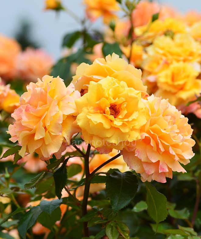 バラ 万葉｜花の手帖の薔薇図鑑