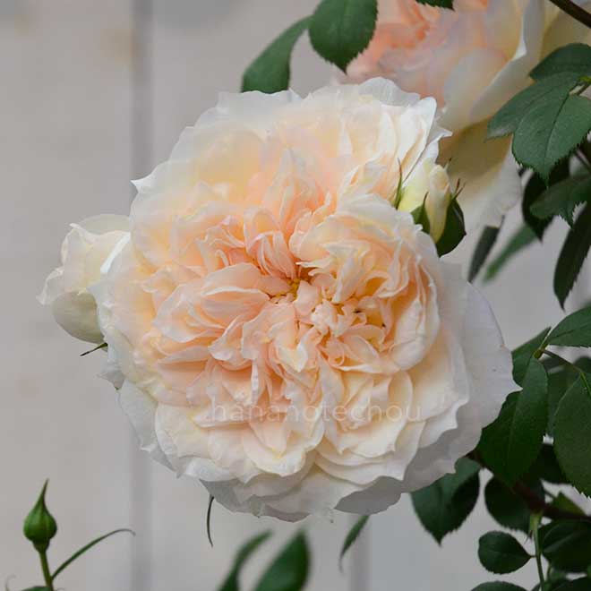 バラ マルク アントン シャルポンティエ｜花の手帖の薔薇図鑑