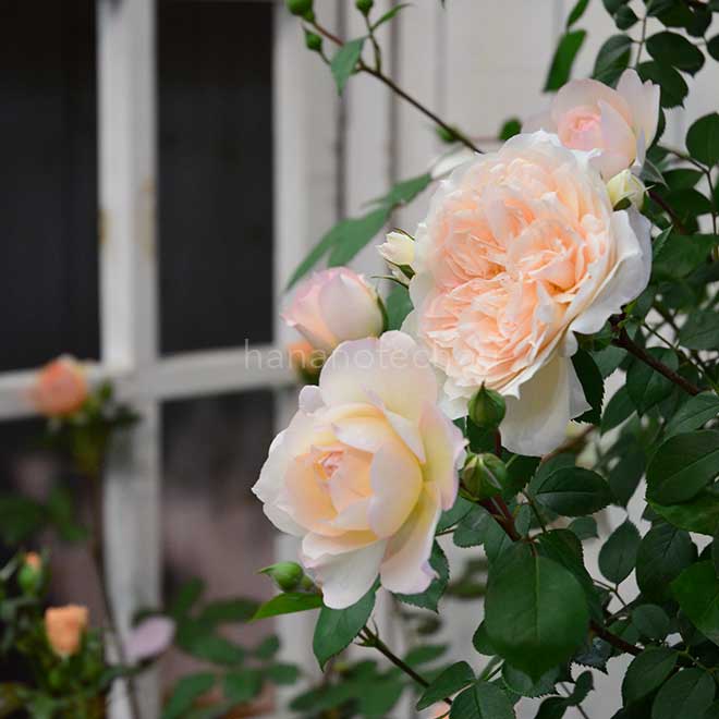 バラ マルク アントン シャルポンティエ｜花の手帖の薔薇図鑑