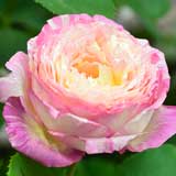 バラ マルク シャガール｜花の手帖の薔薇図鑑