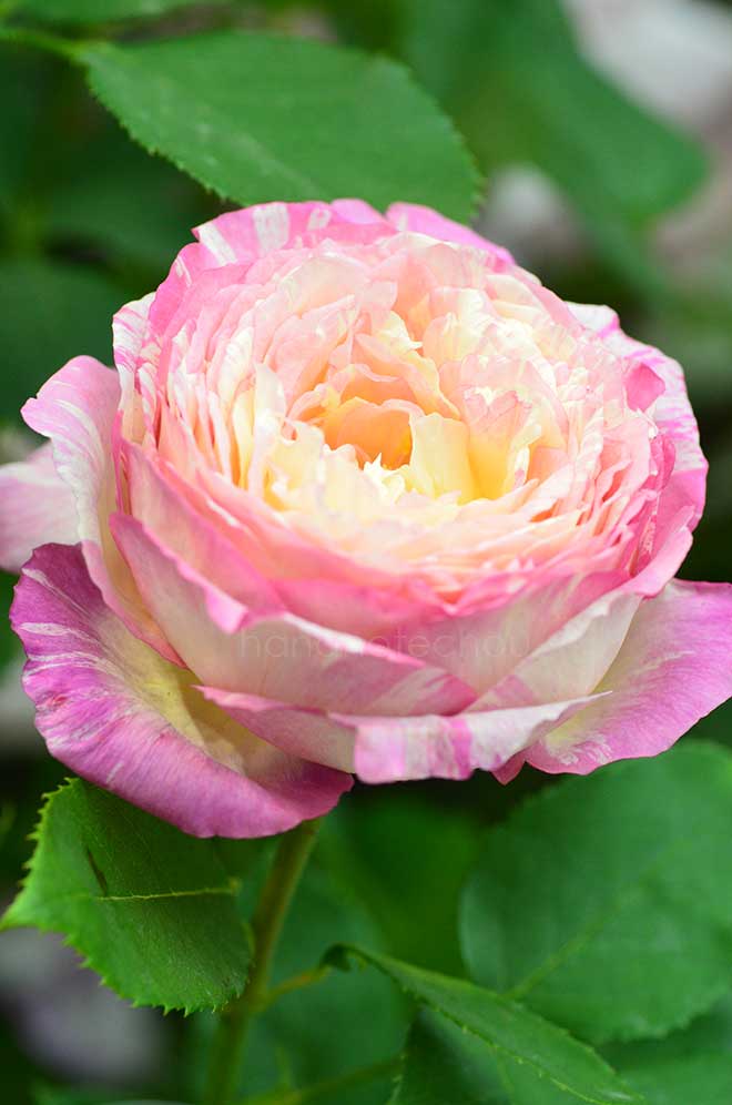 バラ マルク シャガール｜花の手帖の薔薇図鑑