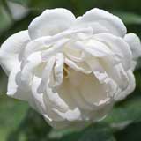 バラ マーシャスタンホープ｜花の手帖の薔薇図鑑