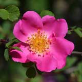 バラ マーガレットヒーリング｜花の手帖の薔薇図鑑