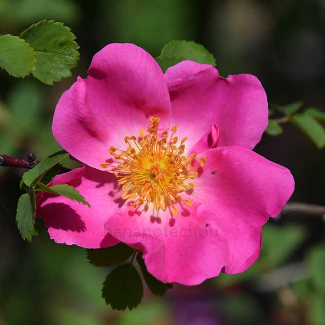 バラ マーガレット ヒーリング
｜花の手帖の薔薇図鑑