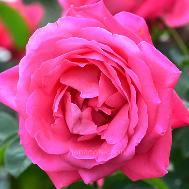 バラ マリア カラス｜花の手帖の薔薇図鑑