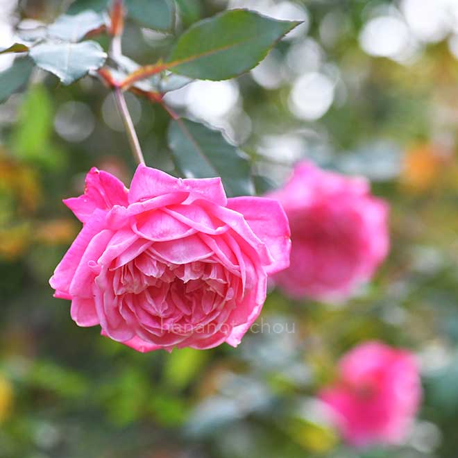 バラ マリー デュシェ｜花の手帖の薔薇図鑑