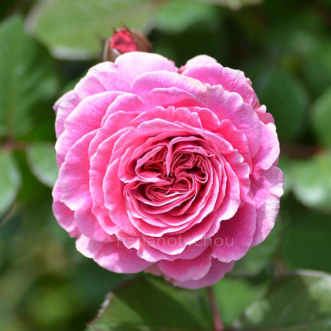 バラ マリーヘンリエッテ|花の手帖の薔薇図鑑