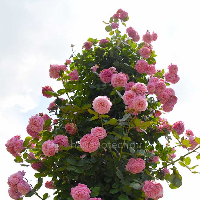バラ マリーヘンリエッテ|花の手帖の薔薇図鑑