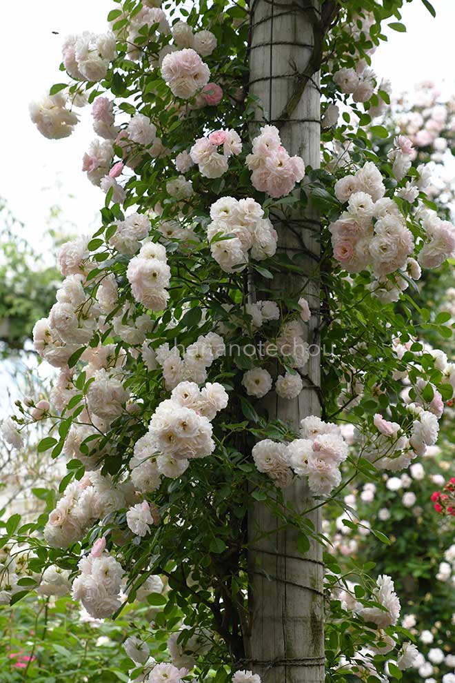 バラ マリー ジャンヌ｜花の手帖の薔薇図鑑