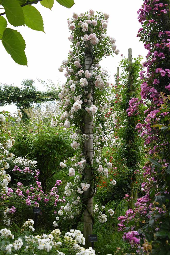 バラ マリー ジャンヌ｜花の手帖の薔薇図鑑