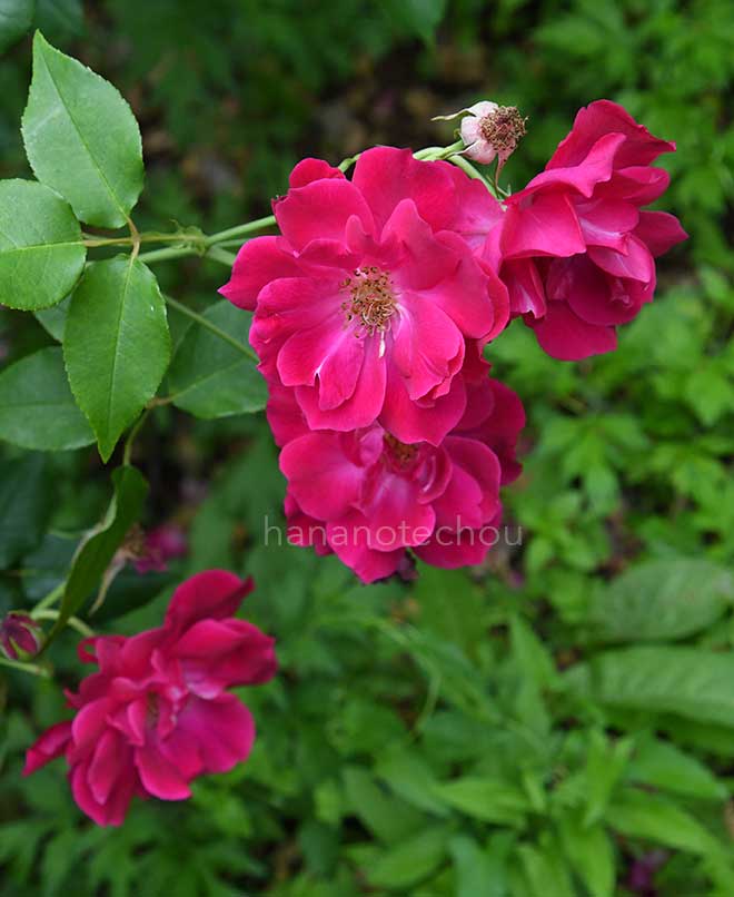 バラ マリーナボナン｜花の手帖の薔薇図鑑