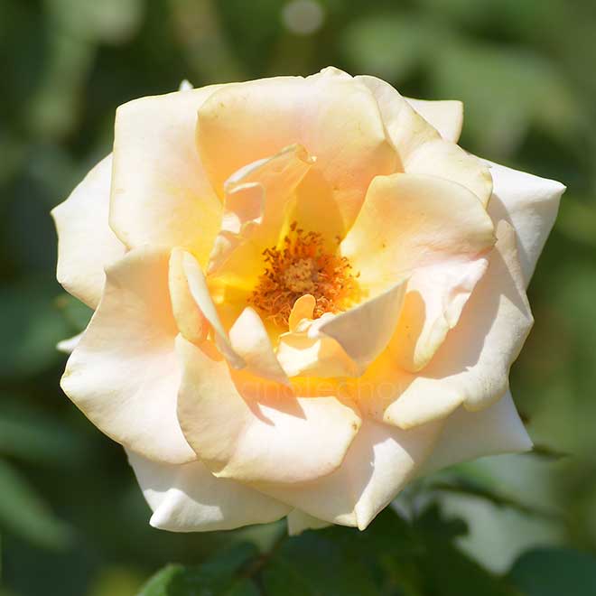 バラ マリリン モンロー|花の手帖の薔薇図鑑