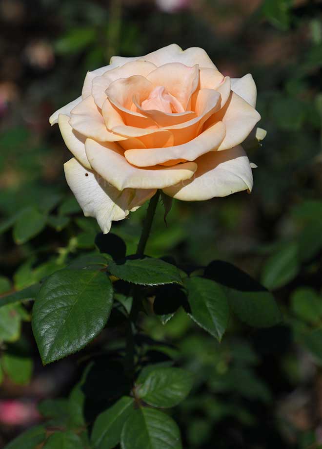 バラ マリリン モンロー|花の手帖の薔薇図鑑