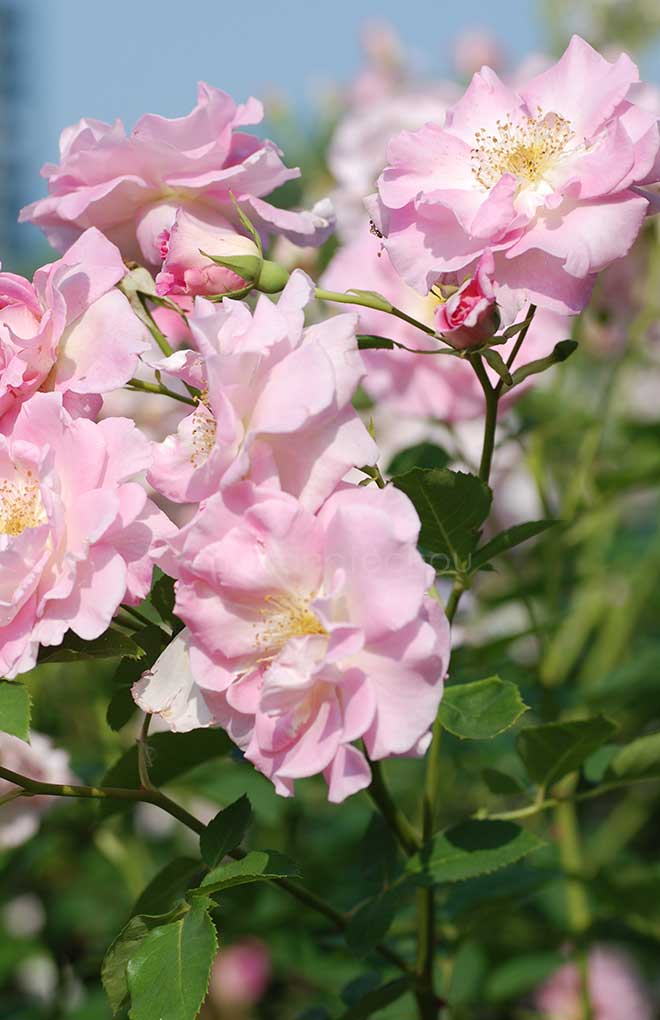 バラ ｜花の手帖の薔薇図鑑