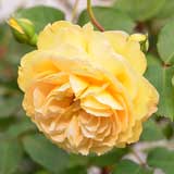 バラ マルキーズ ドゥ ラ ロシュジャクラン｜花の手帖の薔薇図鑑