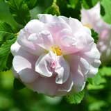 バラ マーティン フロビッシャー｜花の手帖の薔薇図鑑