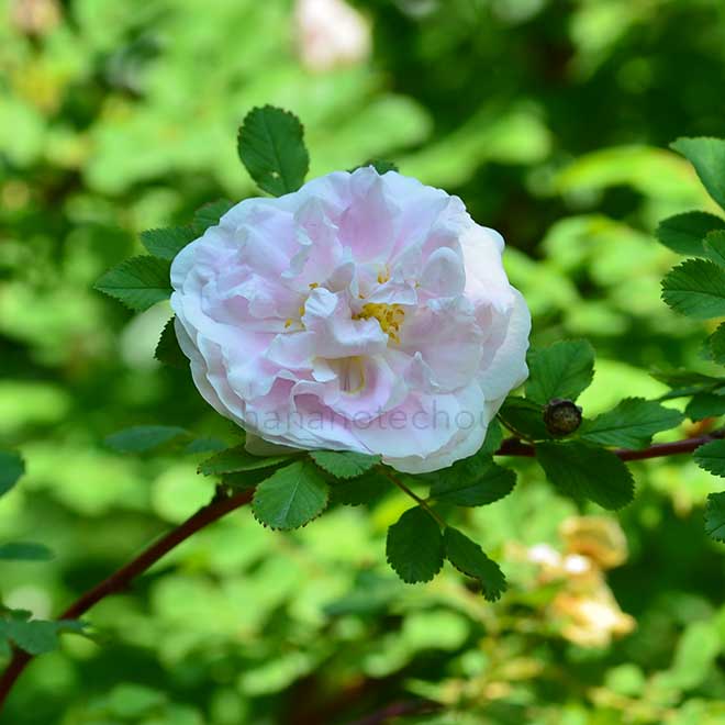バラ マーティン フロビッシャー｜花の手帖の薔薇図鑑