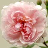 バラ メアリー ディレイニー｜花の手帖の薔薇図鑑