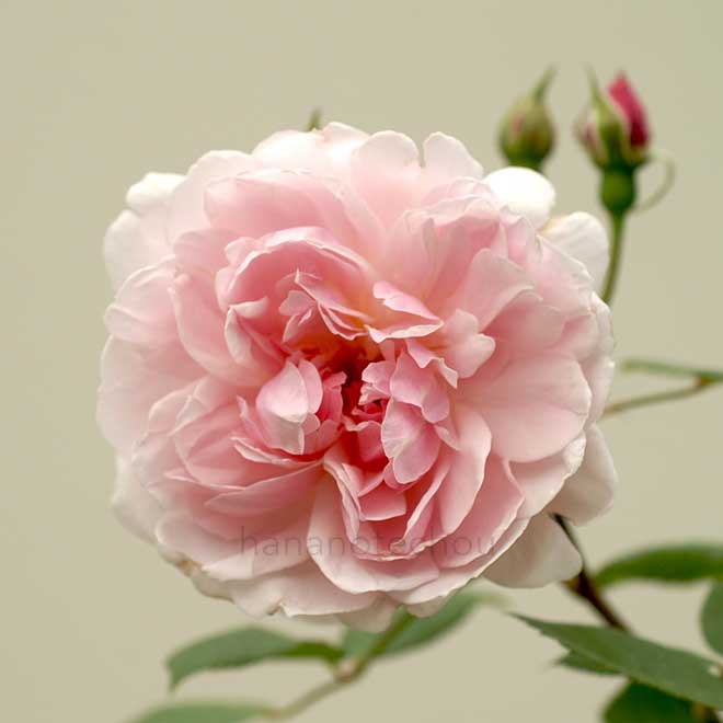 バラ メアリーディレイニー｜花の手帖の薔薇図鑑