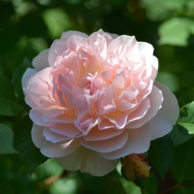 バラ メアリー マグダリン｜花の手帖の薔薇図鑑