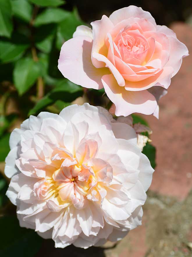 バラ メアリー マグダリン｜花の手帖の薔薇図鑑