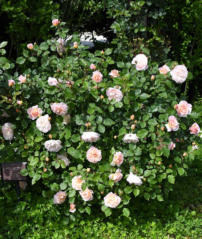 バラ メアリー マグダリン｜花の手帖の薔薇図鑑