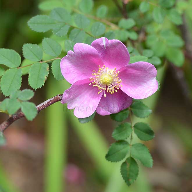 バラ メアリー クイーン オブ スコット｜花の手帖の薔薇図鑑