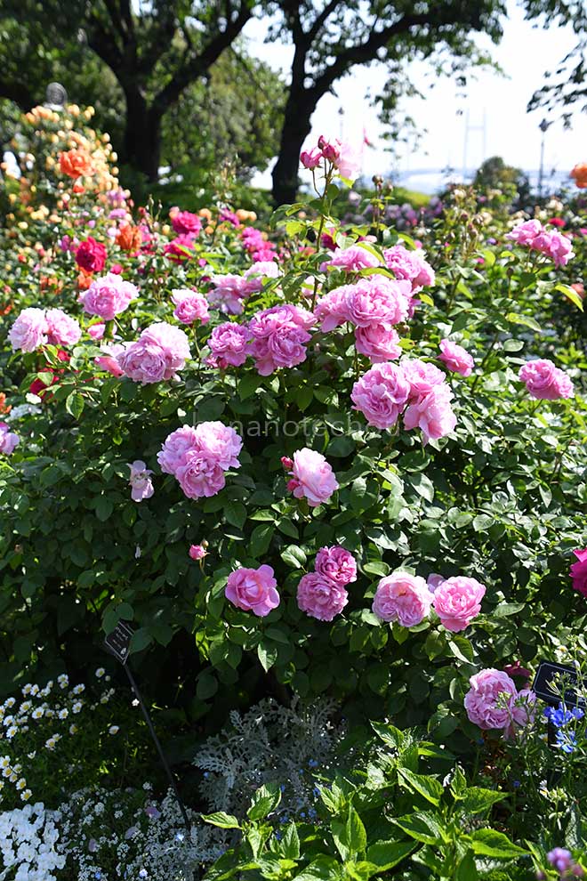 バラ メアリーローズ｜花の手帖の薔薇図鑑