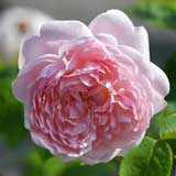 バラ エグランタイン｜花の手帖の薔薇図鑑