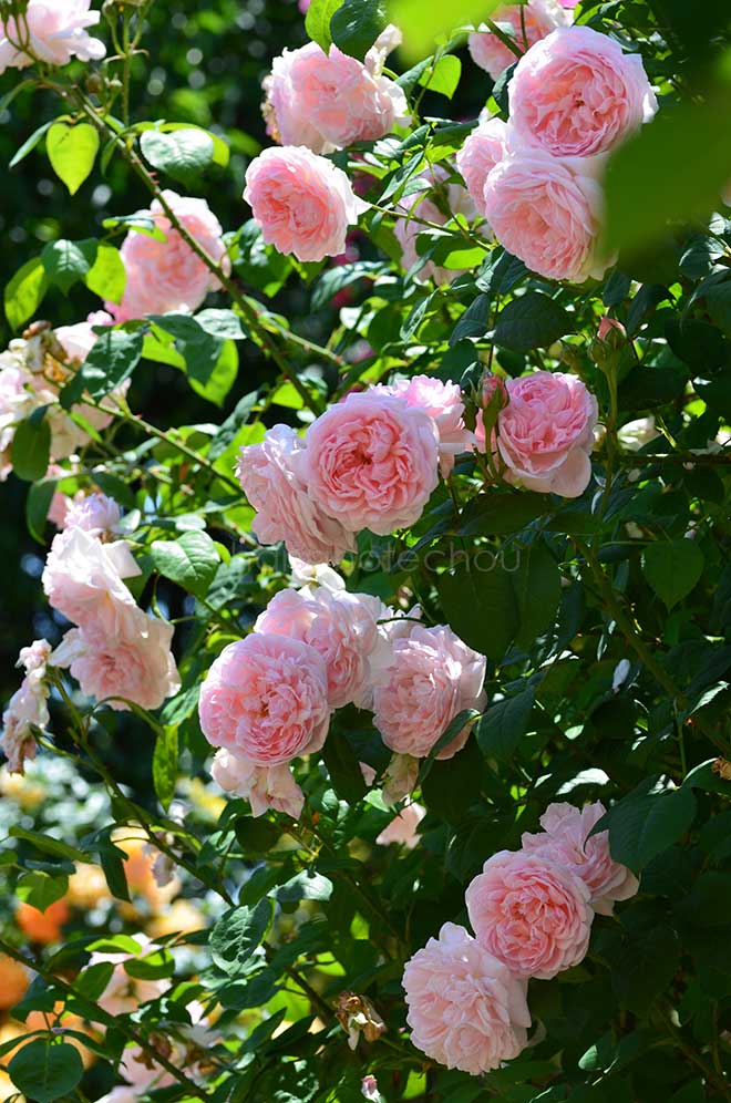 バラ マサコ／エグランティーヌ
｜花の手帖の薔薇図鑑