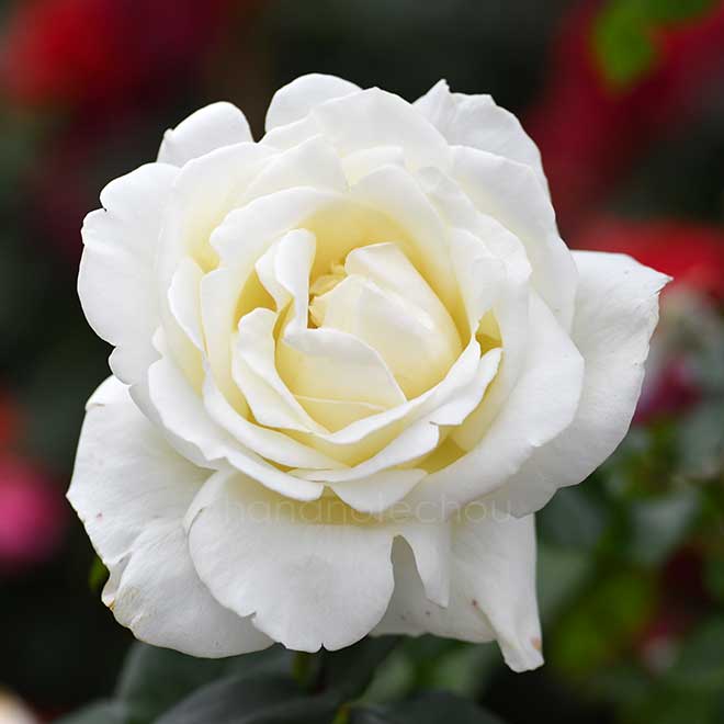 バラ 正雪｜花の手帖の薔薇図鑑