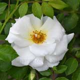 バラ ましろ｜花の手帖の薔薇図鑑