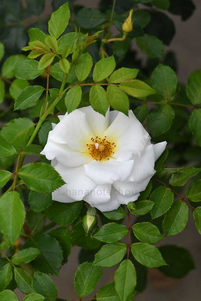 バラ 真白｜花の手帖の薔薇図鑑