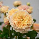 バラ 真宙｜花の手帖の薔薇図鑑