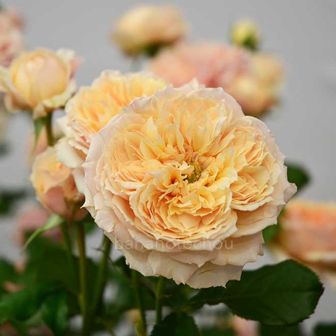 バラ 真宙｜花の手帖の薔薇図鑑