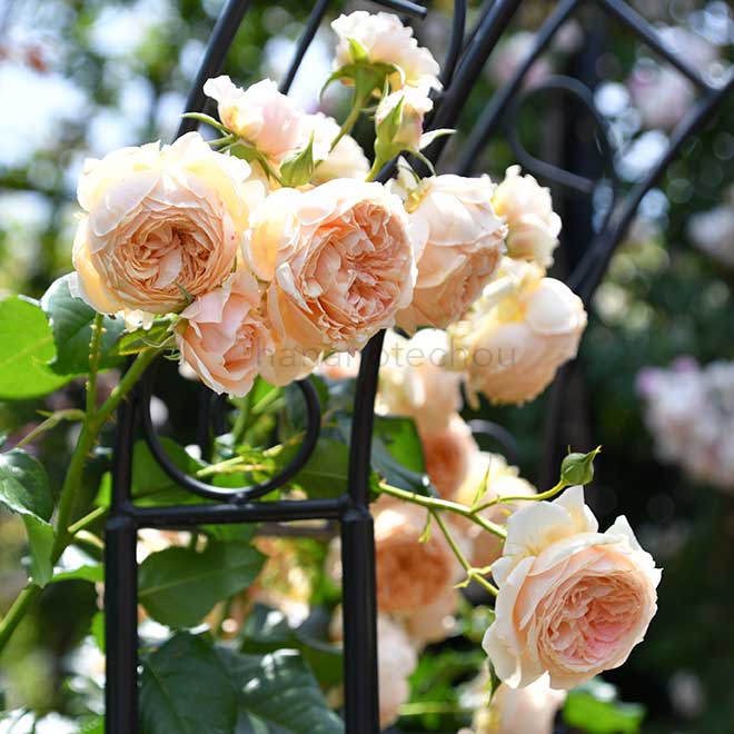 バラ 真宙｜花の手帖の薔薇図鑑