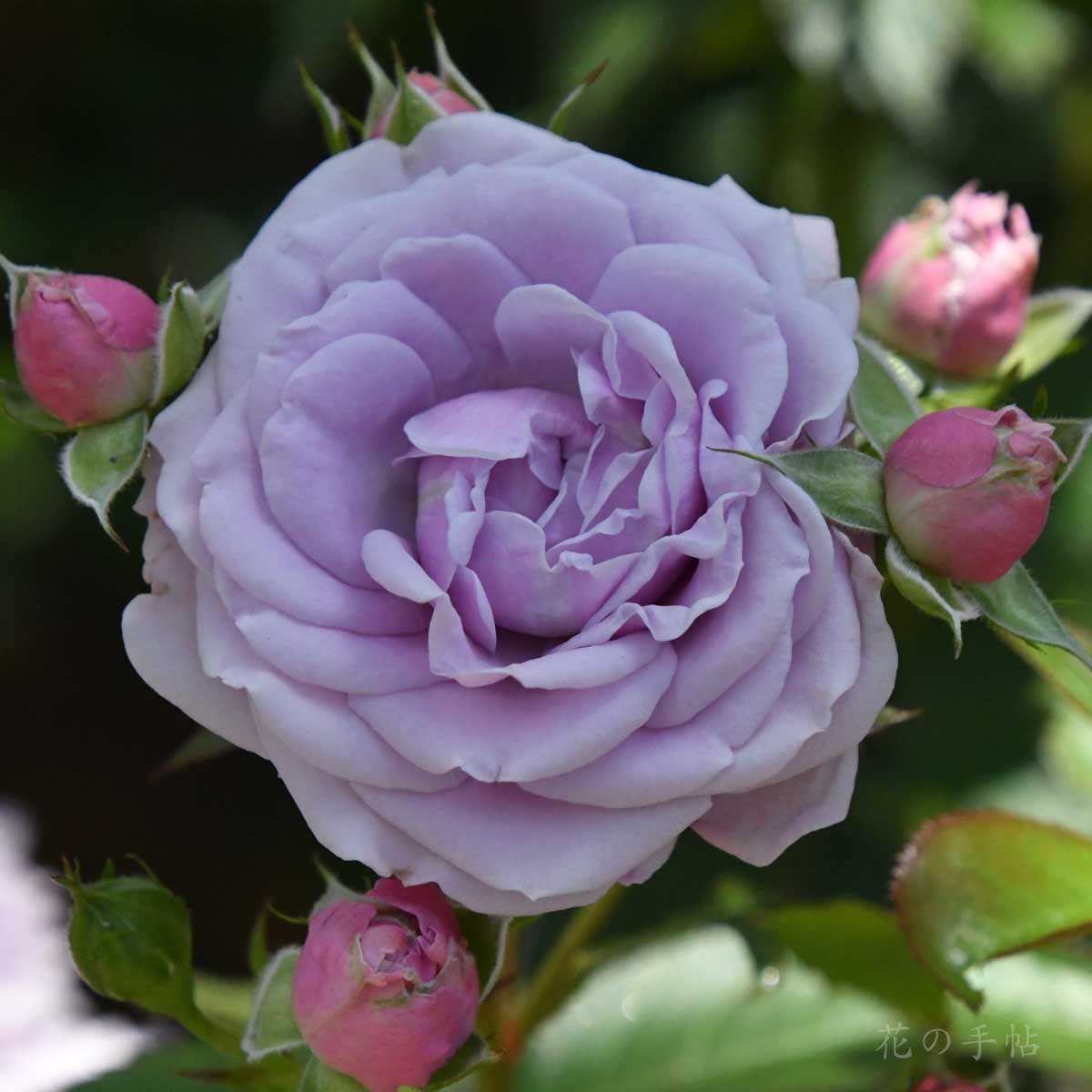 バラ マチネ｜花の手帖の薔薇図鑑