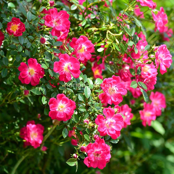 バラ 万灯火（まとび）｜花の手帖の薔薇図鑑