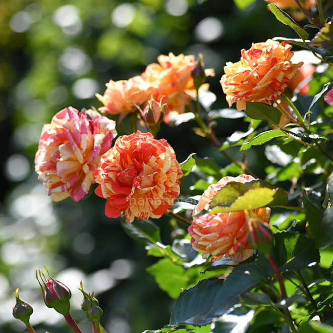 バラ 祭り｜花の手帖の薔薇図鑑