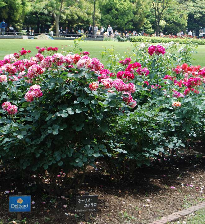バラ モーリス ユトリロ｜花の手帖の薔薇図鑑