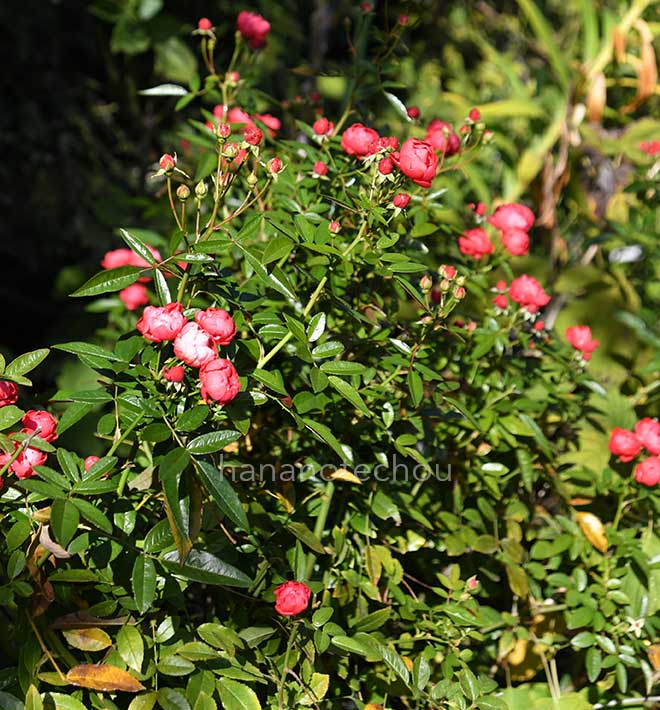 バラ メイワンダー｜花の手帖の薔薇図鑑