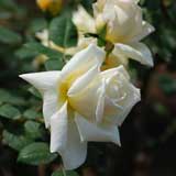 バラ マグレディーズイエロー｜花の手帖の薔薇図鑑