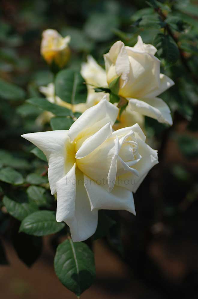 バラ マグレディース イエロー｜花の手帖の薔薇図鑑