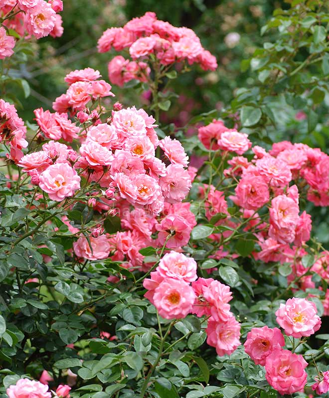 バラ マイン ショーナー ガルテン｜花の手帖の薔薇図鑑