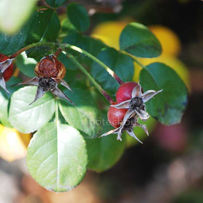 バラ マイン ショーナー ガルテン｜花の手帖の薔薇図鑑